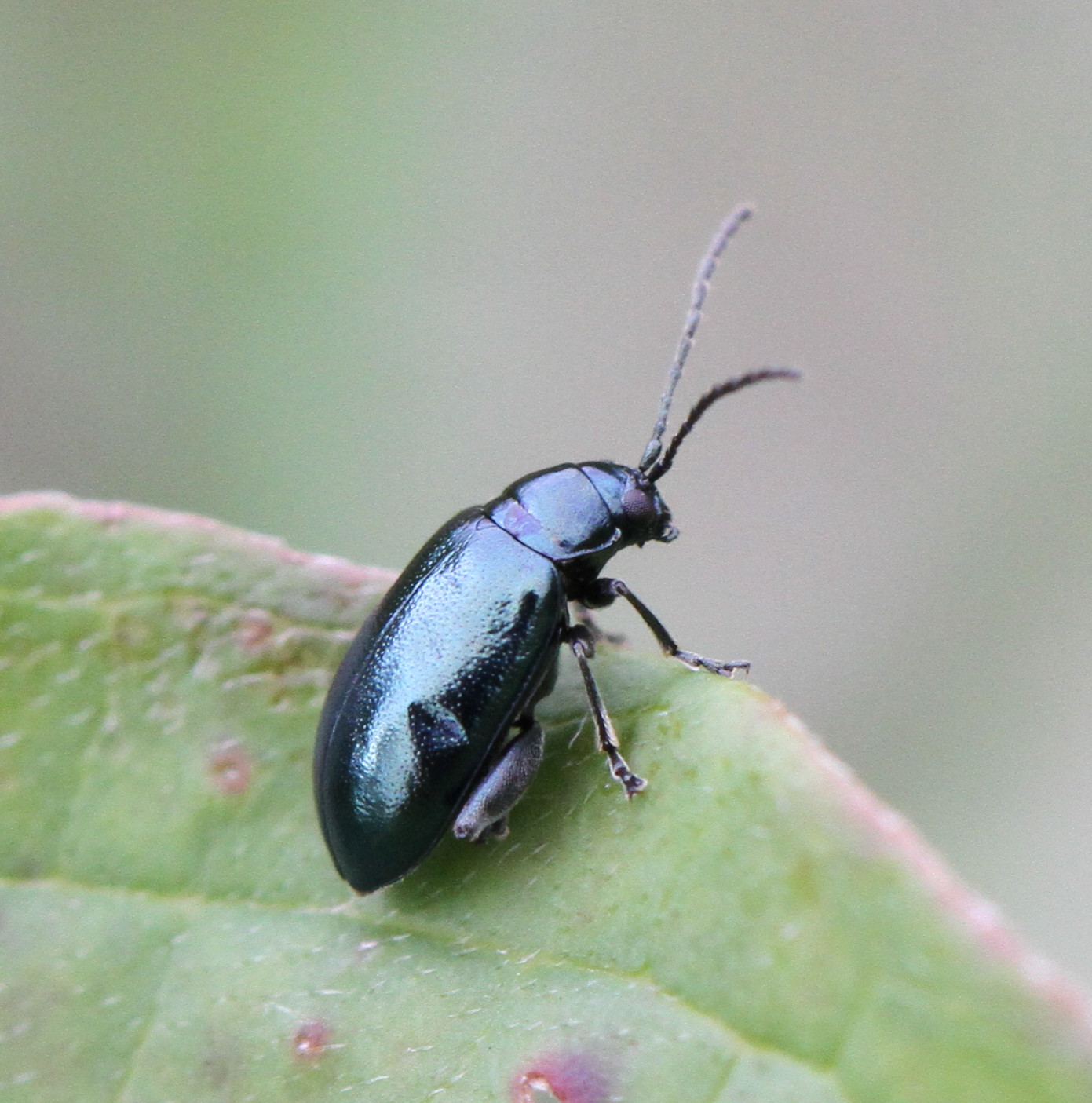 Phyllotetra nigripes