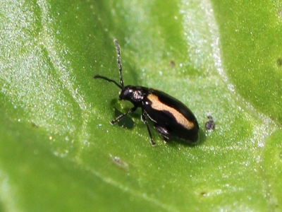 Phyllotetra undulata
