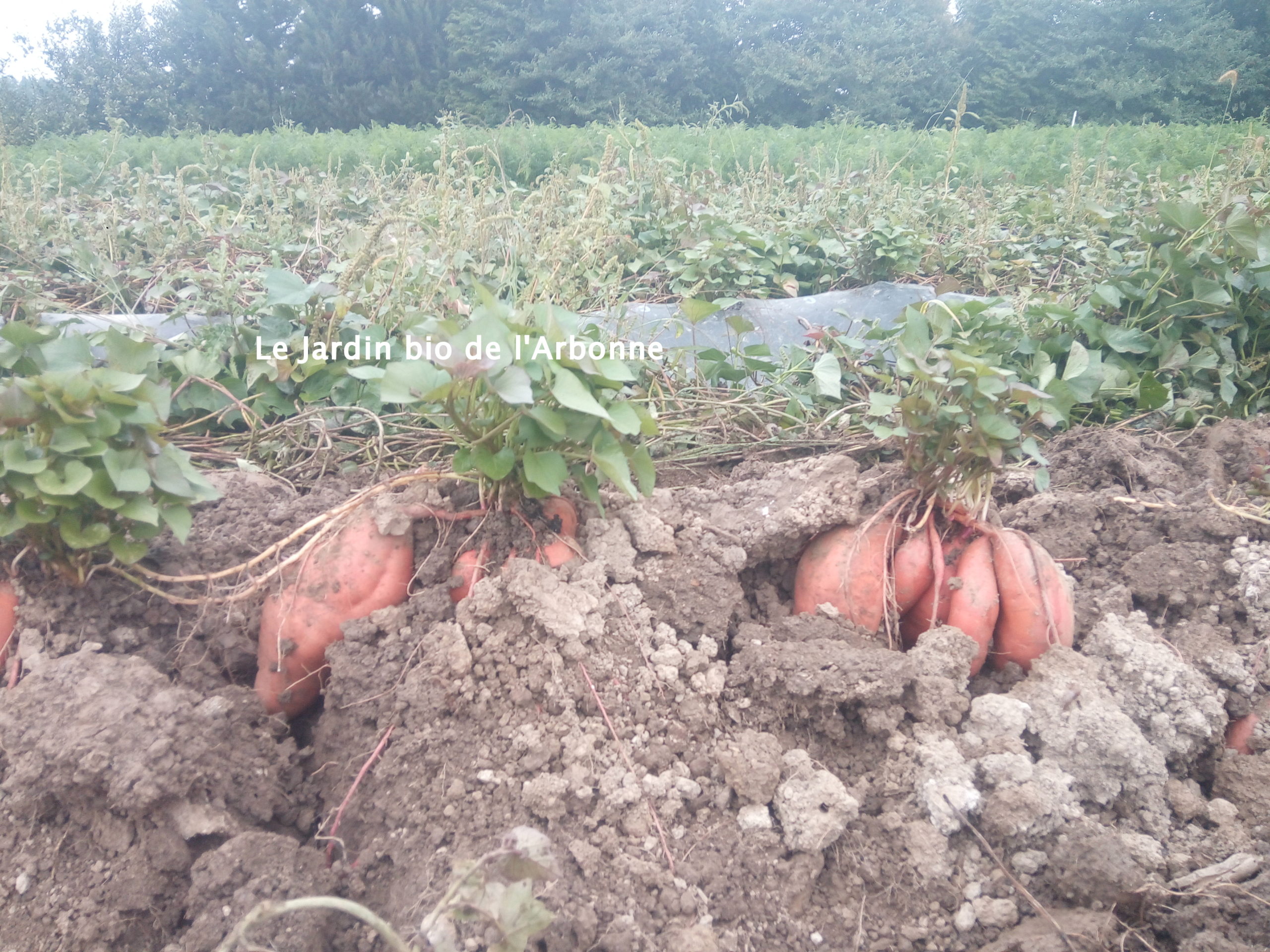Récolte patates douces - Octobre 2020