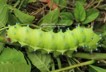 Saturnia pyri