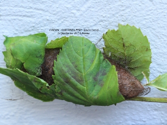 Saturnia pyri cocon