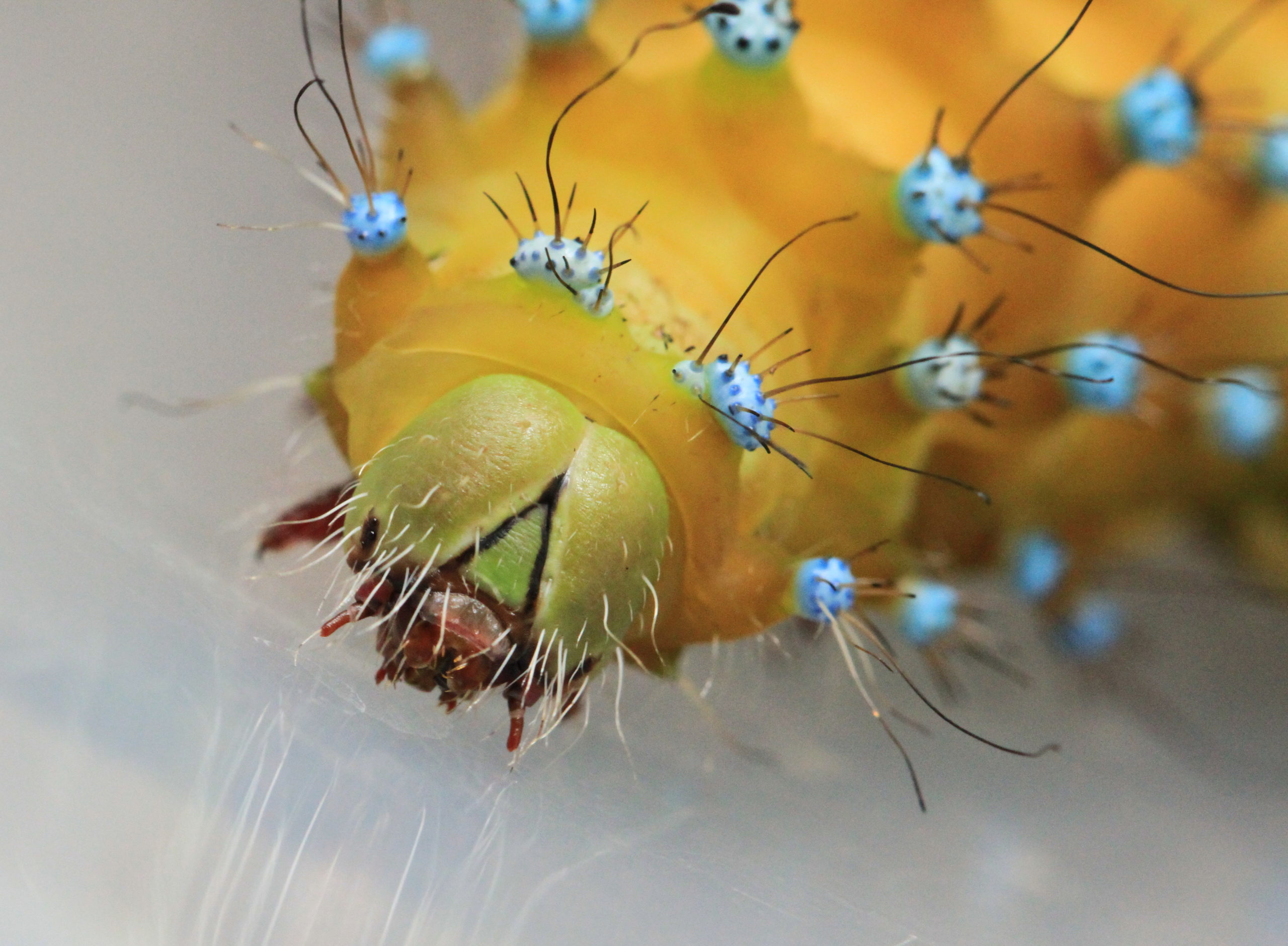 Saturnia pyri