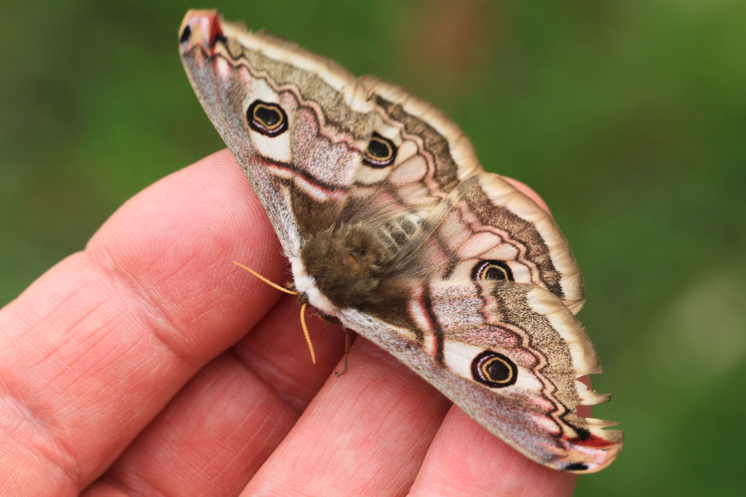 Saturnia pyri papillon