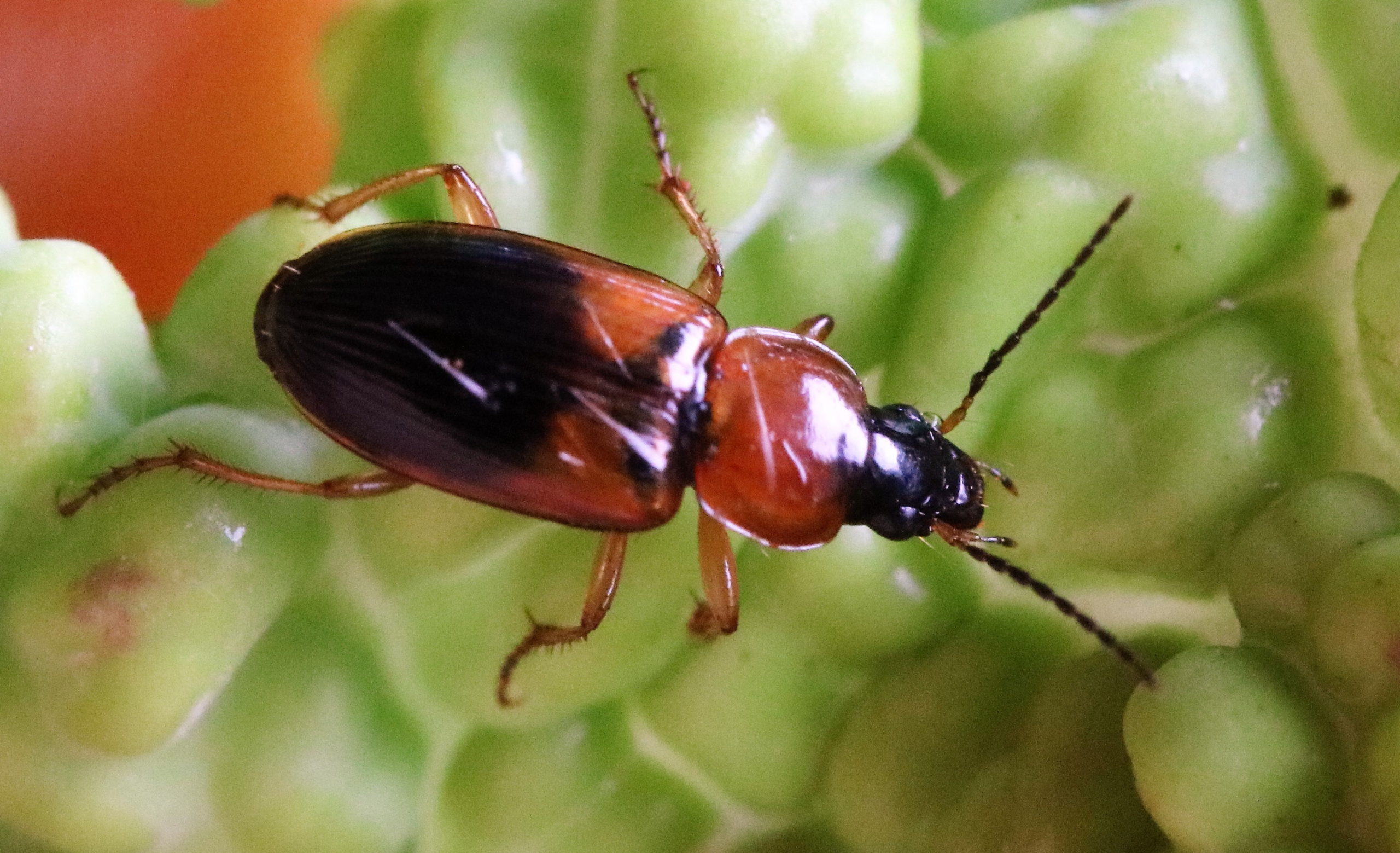 Stenolophus teutonus