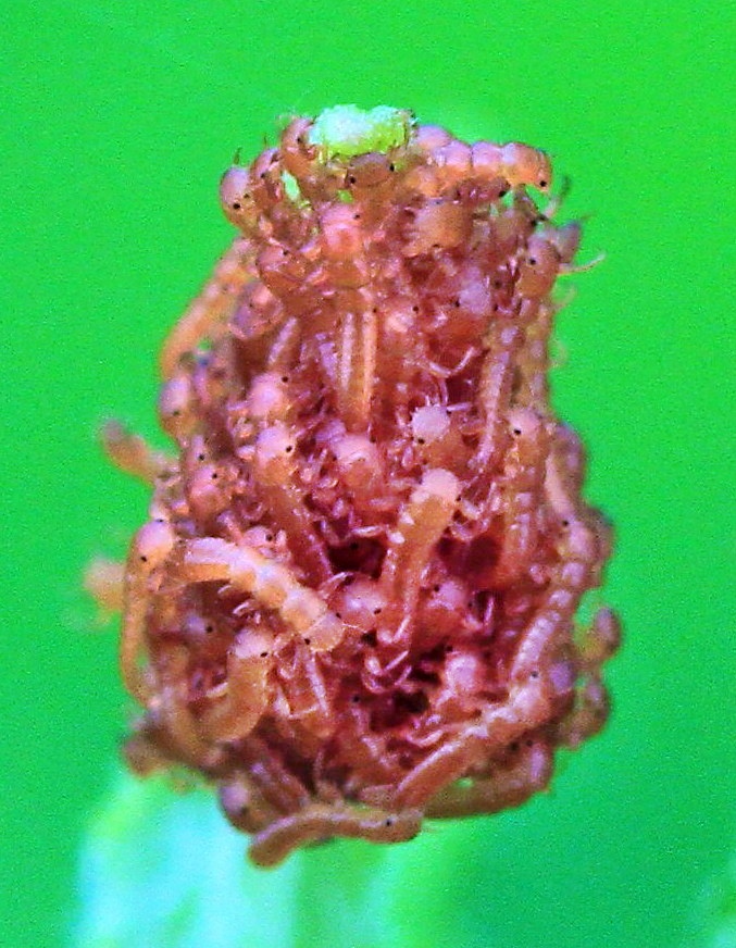 Triongulins larves de meloe proscarabaeus