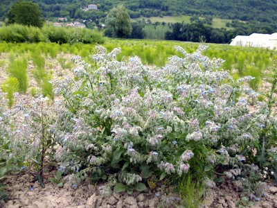 Bourrache