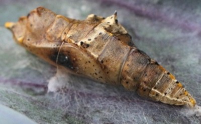 Chrysalide de Pieride