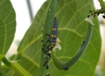 Coccinelle larve